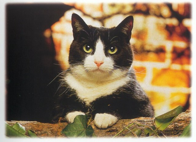 Gatti (364)